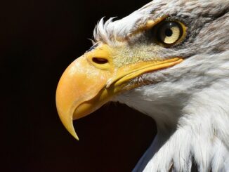 image of an eagle