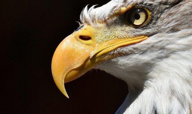 eagle image of an eagle