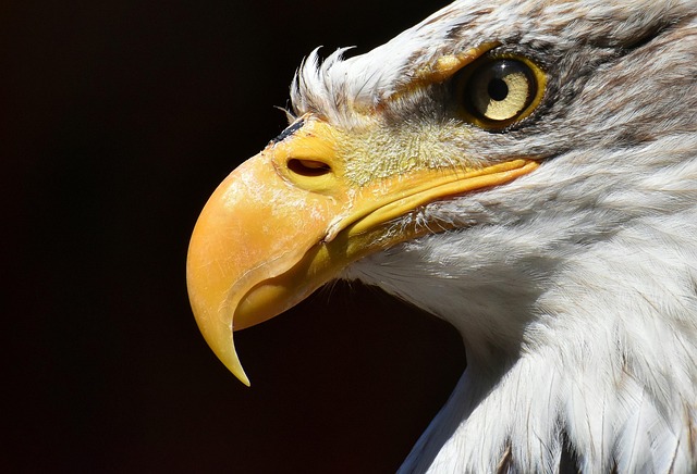 image of an eagle