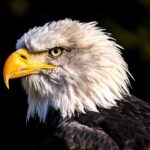 disciple as an eagle