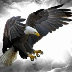 disciple as an eagle