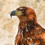 disciple as an eagle