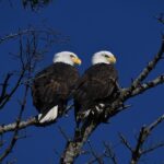disciple as an eagle