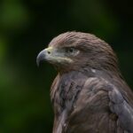 disciple as an eagle