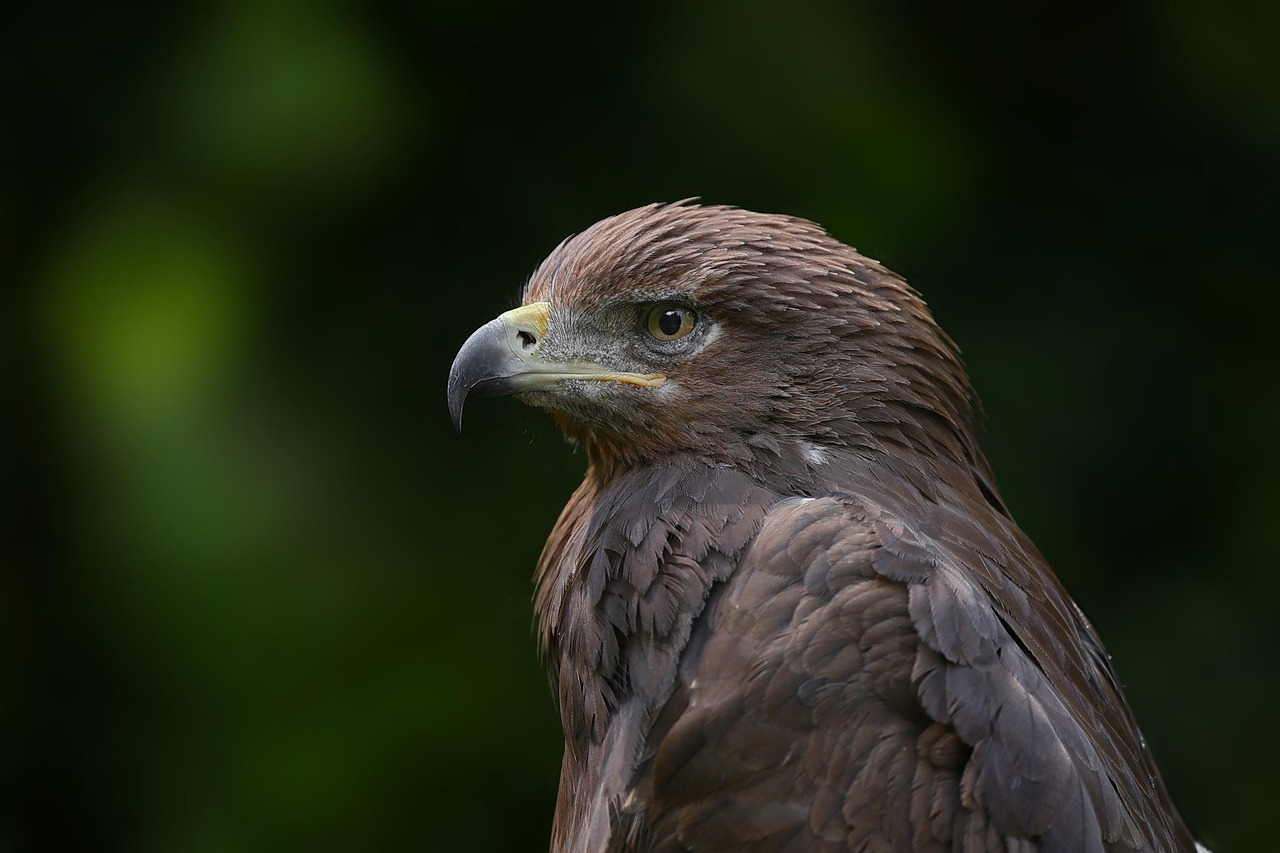 disciple as an eagle