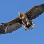 disciple as an eagle