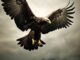 disciple as an eagle