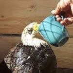 disciple as an eagle