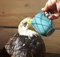 eagle disciple as an eagle