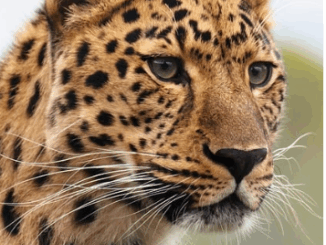image of a leopard