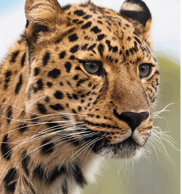 leopard image of a leopard