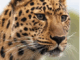image of a leopard