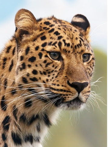 image of a leopard