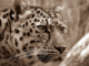 image of a leopard