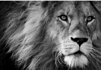 image of a lion
