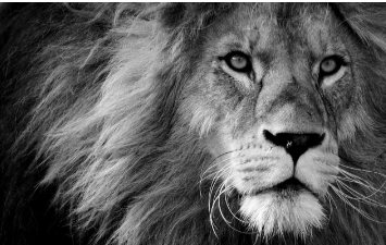 lion image of a lion