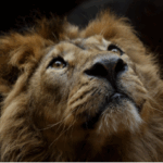 image of a lion