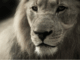 image of a lion