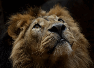 image of a lion