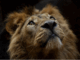 image of a lion