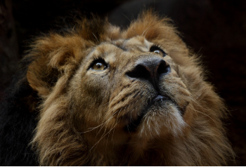 image of a lion
